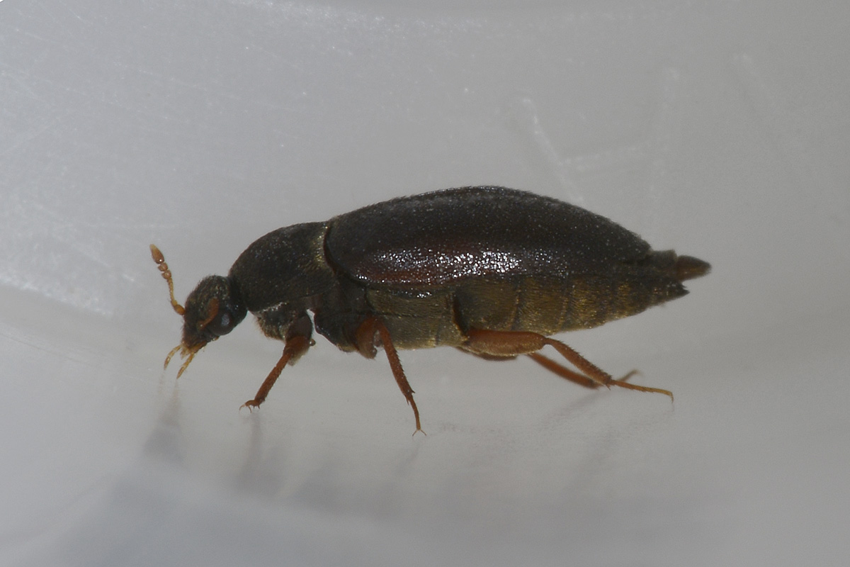 Dermestidae tra i panni: Attagenus unicolor, femmina